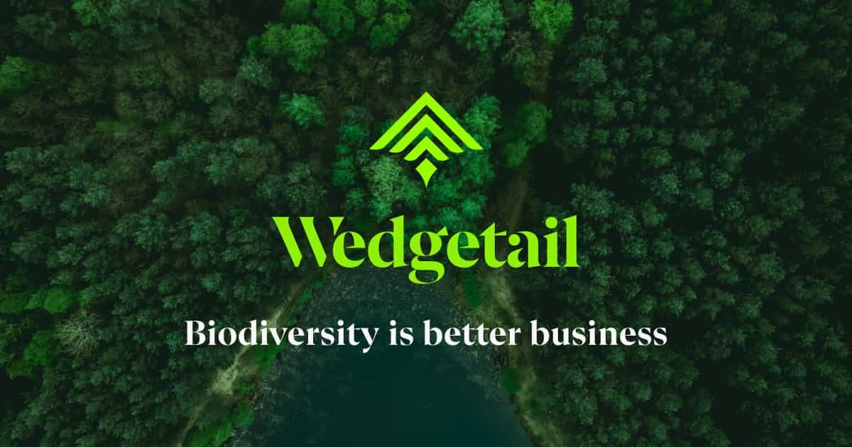Wedgetail